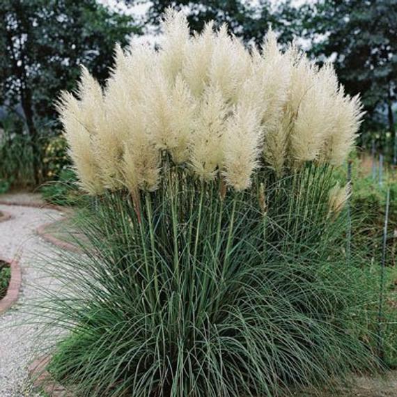 CORTADERIA selloana- пампаска трева, бяла  (3055)